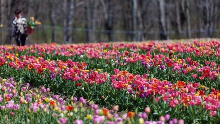 Tulipani delle Meraviglie