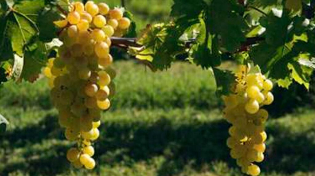 Verdicchio Marche